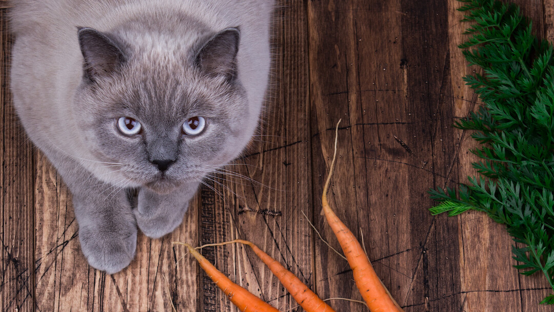 Carrots for shop cats